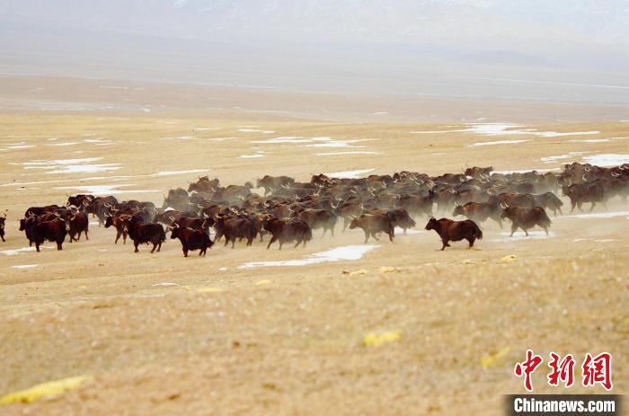 圖為青海省治多縣索加鄉(xiāng)的牛群。(資料圖) 治多縣委宣傳部 供圖