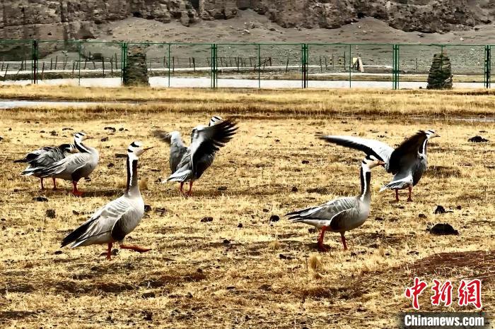 圖為斑頭雁?！“?攝