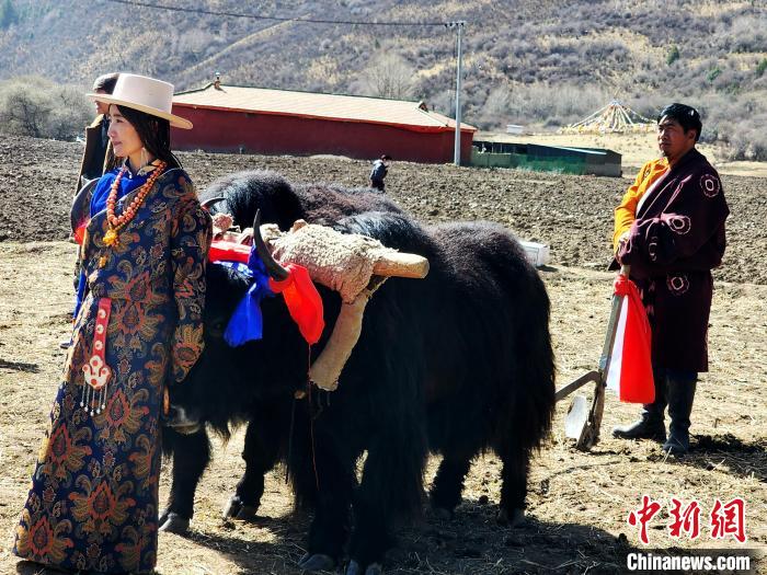 圖為藏族民眾牽著耕牛參加春耕儀式?！⊥觖惿?供圖