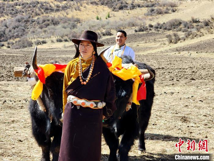 圖為藏族民眾牽著耕牛參加春耕儀式?！⊥觖惿?供圖