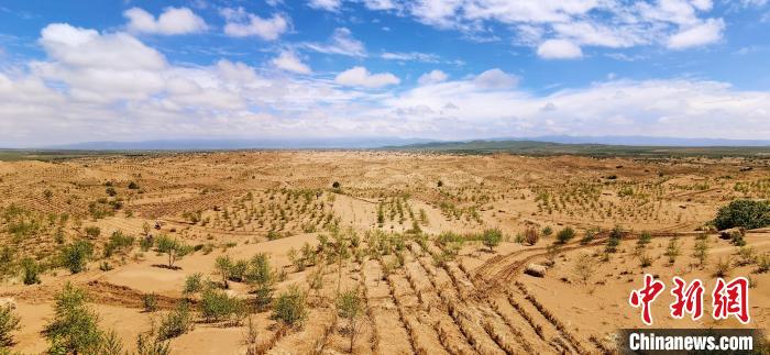 資料圖為貴南縣黃沙頭的防沙治沙草方格?！∑钤鲚?攝