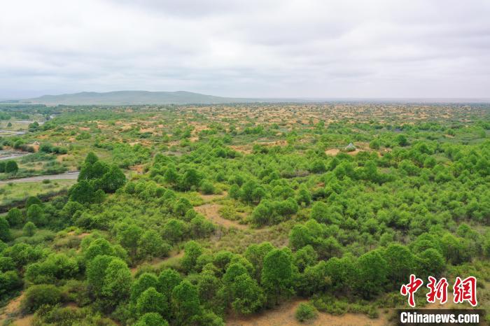 資料圖為航拍黃沙頭防沙治沙區(qū)植被。　祁增蓓 攝