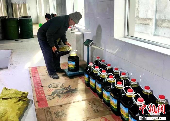 圖為高原油菜籽榨出的菜籽油。　張得存 攝