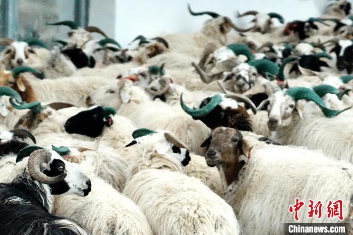 圖為被評(píng)為國(guó)家農(nóng)產(chǎn)品地理標(biāo)志保護(hù)產(chǎn)品的剛察藏羊進(jìn)場(chǎng)入圈?！〔讨绢?攝