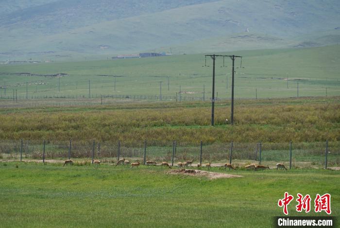 圖為成群普氏原羚在草場上愜意覓食，悠閑自在。　馬銘言 攝