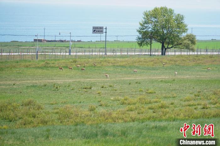 圖為成群普氏原羚在草場上愜意覓食，悠閑自在?！●R銘言 攝