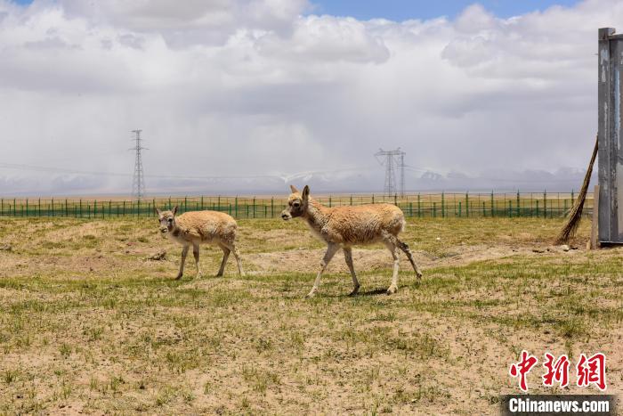 圖為可可西里國家級自然保護(hù)區(qū)內(nèi)的藏羚羊?！埢⒖?攝