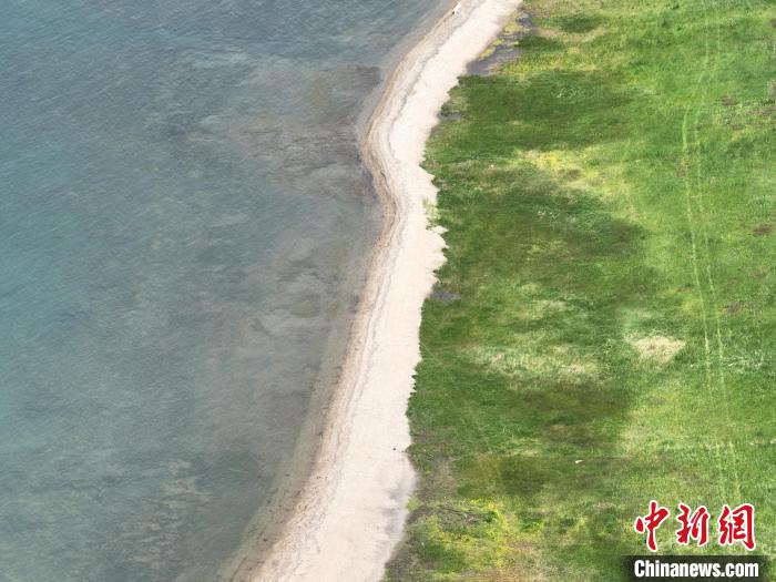 圖為航拍仲夏時(shí)節(jié)，青海湖畔綠茵如毯。　祁增蓓 攝