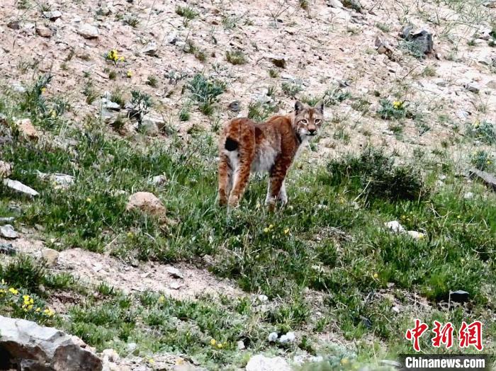 圖為猞猁回眸?！∠蛭能?攝