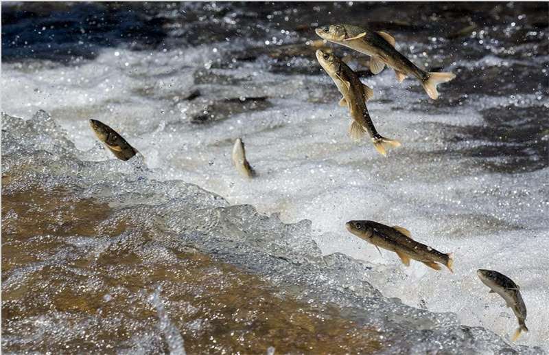湟魚洄游。才旦桑吾攝