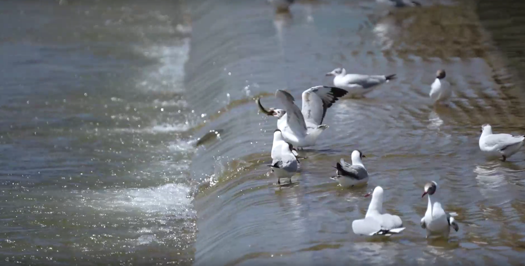 湟魚洄游奇觀。包雷攝