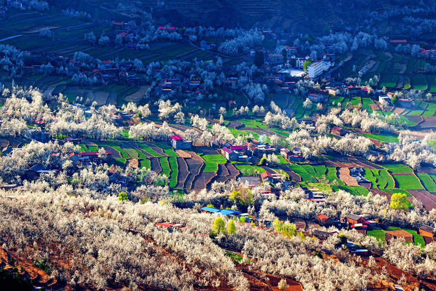大金川上看梨花，梨云悠悠，滿山遍野潔白一片。金川縣供圖