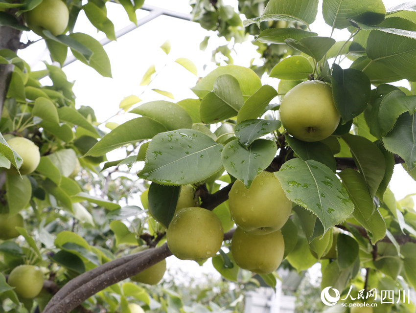 即將上市的雪梨“翠冠”。勾璇攝