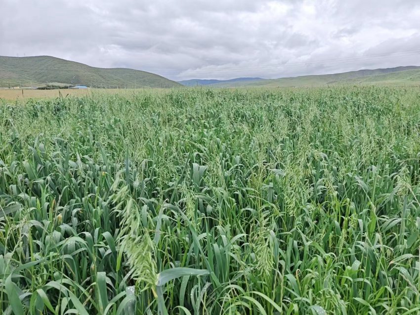 四川省阿壩州紅原縣草場。阿壩州紅原縣科學(xué)技術(shù)和農(nóng)業(yè)畜牧局供圖