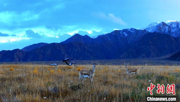 黑頸鶴、鵝喉羚多種野生動物“同框”現(xiàn)身青海都蘭湖國家濕地公園
