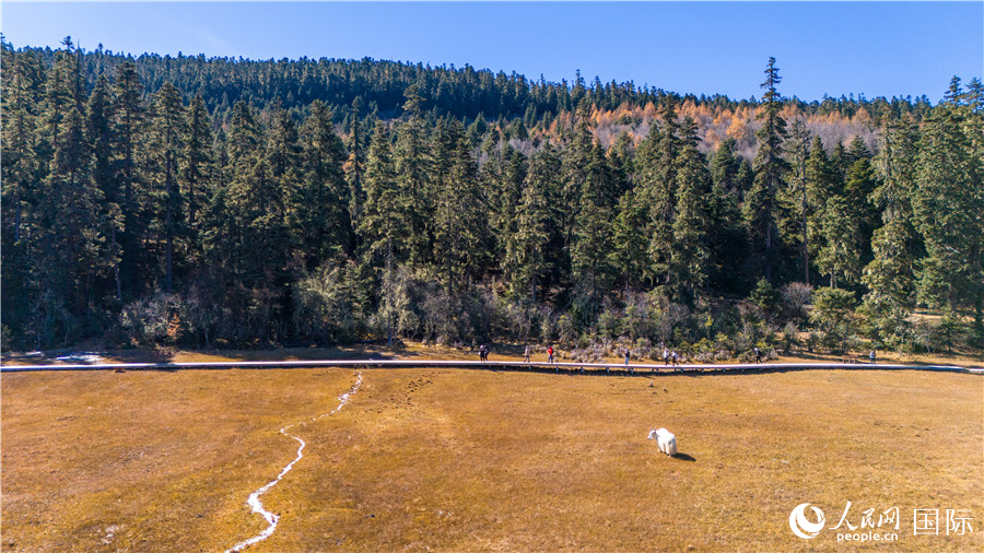 香格里拉國(guó)家公園景區(qū)內(nèi)的游客與悠閑的白牦牛。人民網(wǎng)記者 虎遵會(huì)攝