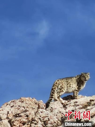 雪豹“巡山”！黃河源頭生態(tài)管護(hù)員近距離偶遇雪豹