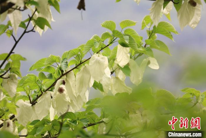 四川松潘:萬株野生珙桐花競相綻放