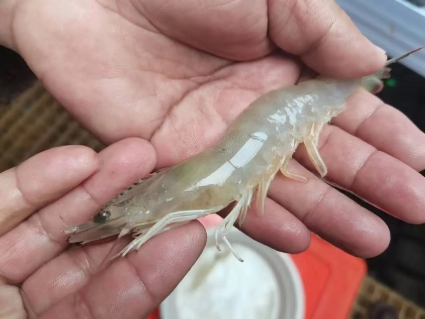 康定市魚通鎮(zhèn)趕羊村培育成功的蝦。受訪者供圖