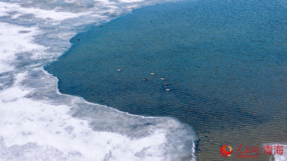 漸漸蘇醒的青海湖。人民網(wǎng) 況玉攝