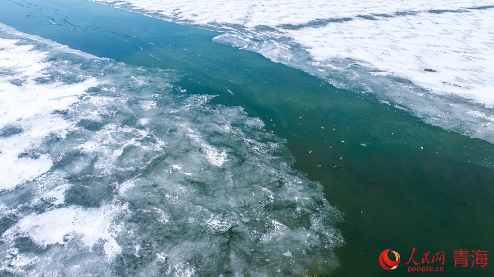 漸漸蘇醒的青海湖。人民網(wǎng) 況玉攝