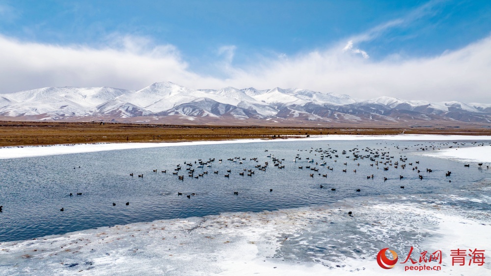 漸漸蘇醒的青海湖。人民網(wǎng) 況玉攝