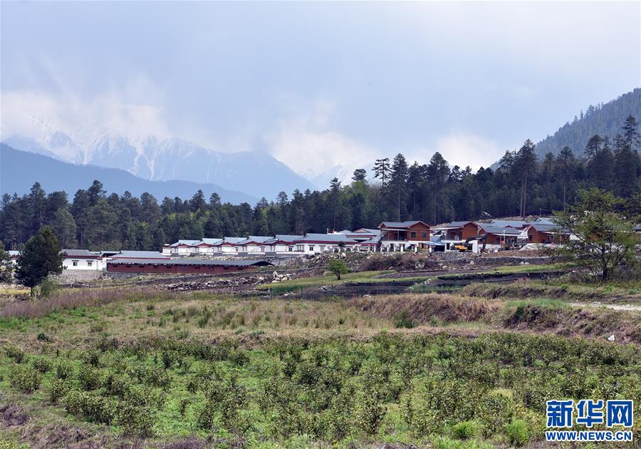 (脫貧攻堅)(1)西藏察隅首批春茶開采