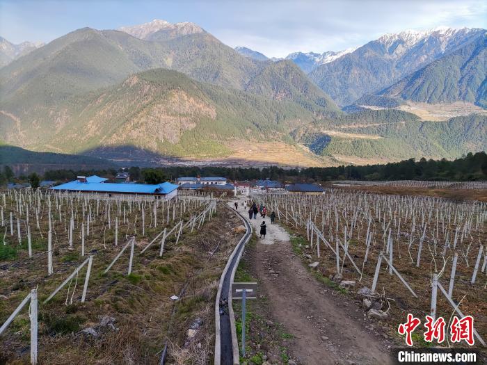 西藏林芝下察隅鎮(zhèn)的獼猴桃種植園?！〗w波 攝
