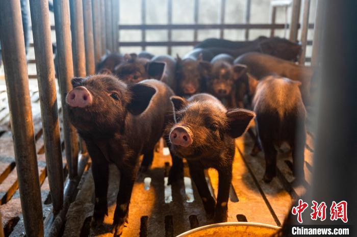 西藏林芝藏豬產(chǎn)業(yè)走上標(biāo)準(zhǔn)化、產(chǎn)業(yè)化之路