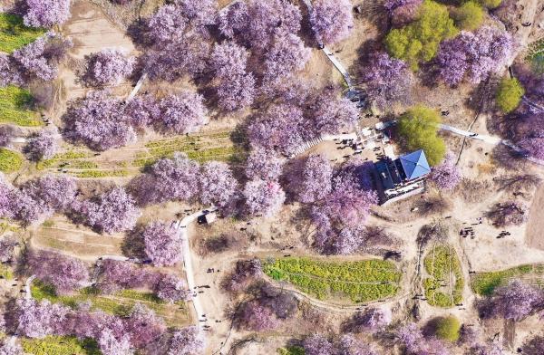 世外桃源！一組圖告訴你，西藏林芝桃花能有多美