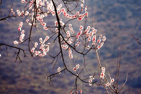 世外桃源！一組圖告訴你，西藏林芝桃花能有多美