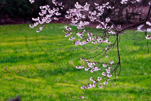 世外桃源！一組圖告訴你，西藏林芝桃花能有多美