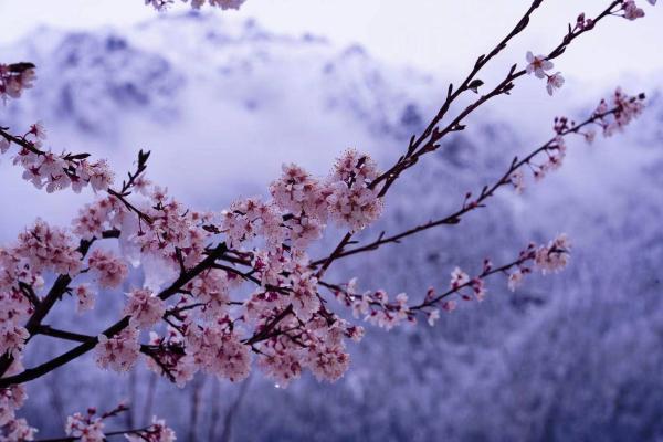 世外桃源！一組圖告訴你，西藏林芝桃花能有多美
