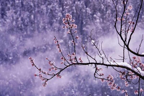 世外桃源！一組圖告訴你，西藏林芝桃花能有多美