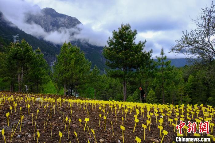 西藏波密天麻產業(yè)初具規(guī)模帶動當地農牧民增收致富