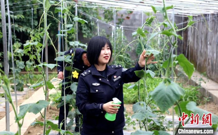 圖為李冬雪在溫室大棚里勞作?！∥鞑爻鋈刖尺叿罊z查總站供圖