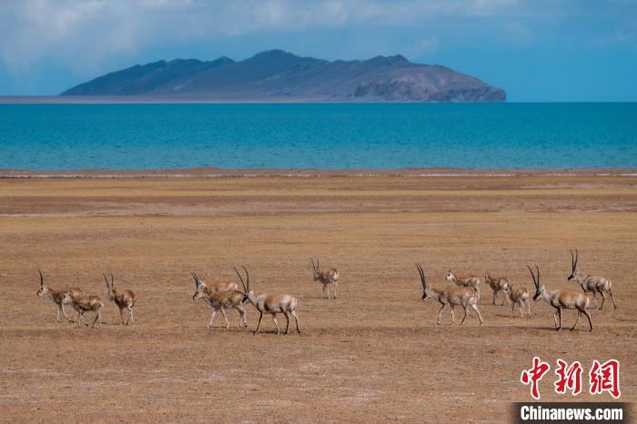 圖為西藏第一大湖色林錯湖畔的藏羚羊群休閑覓食?！〗w波 攝