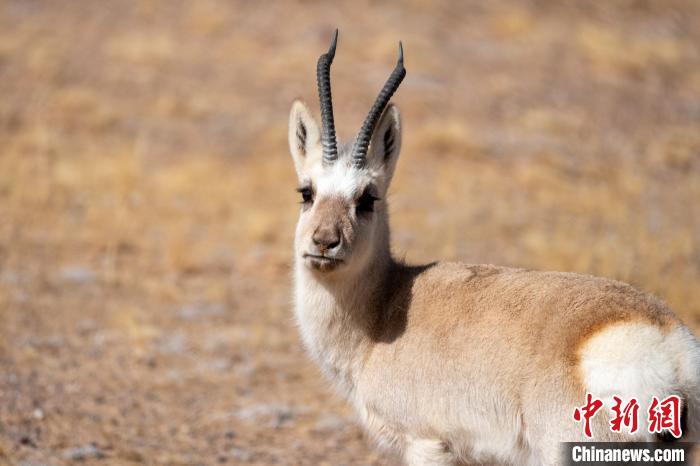 圖為西藏藏原羚，藏原羚是青藏高原特有種，也被稱為西藏黃羊。　江飛波 攝