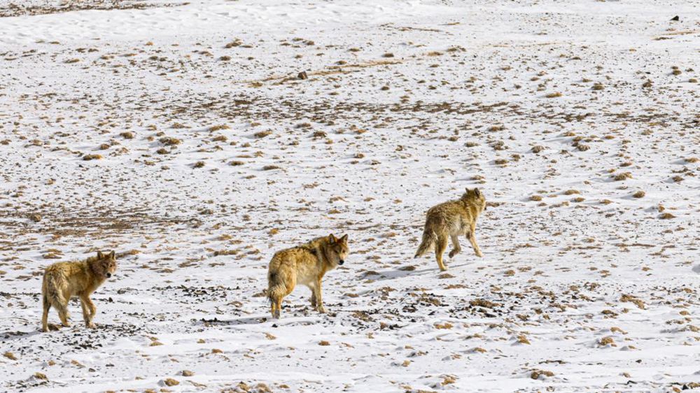 狼。金阿次仁攝