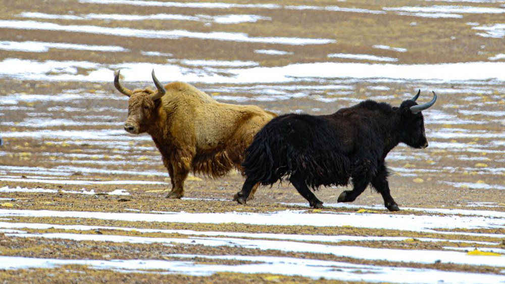 野牦牛。金阿次仁攝