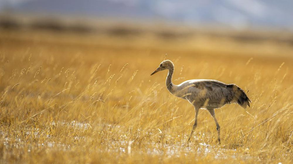 黑頸鶴幼鳥。金阿次仁攝