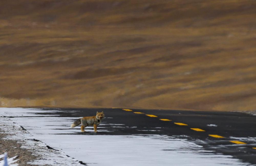 藏狐。金阿次仁攝