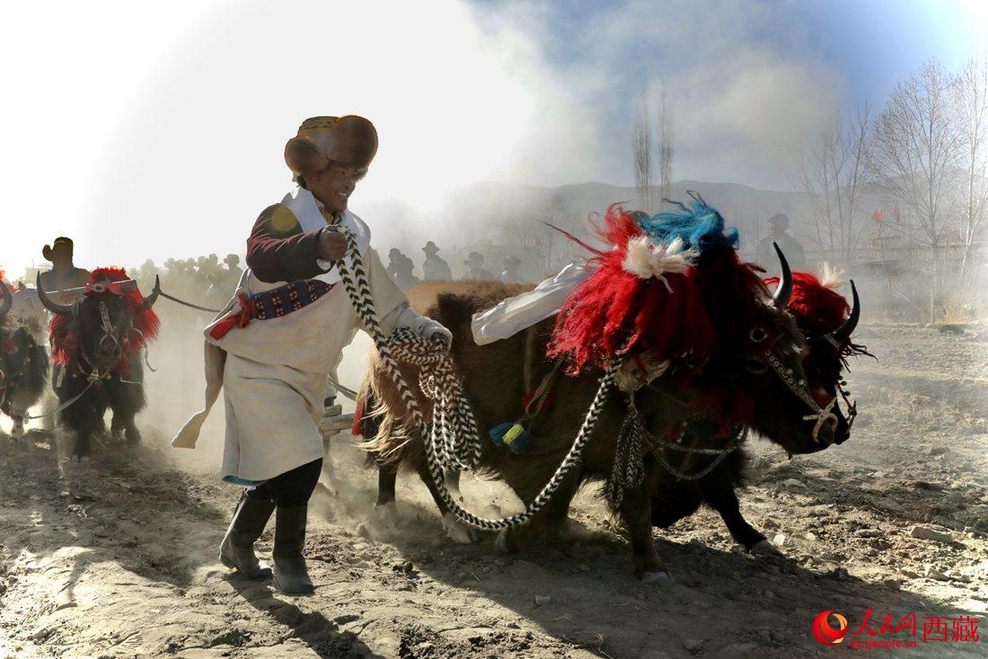 山南市扎囊縣扎其鄉(xiāng)孟卡榮村迎來春耕第一犁。人民網(wǎng) 次仁羅布攝