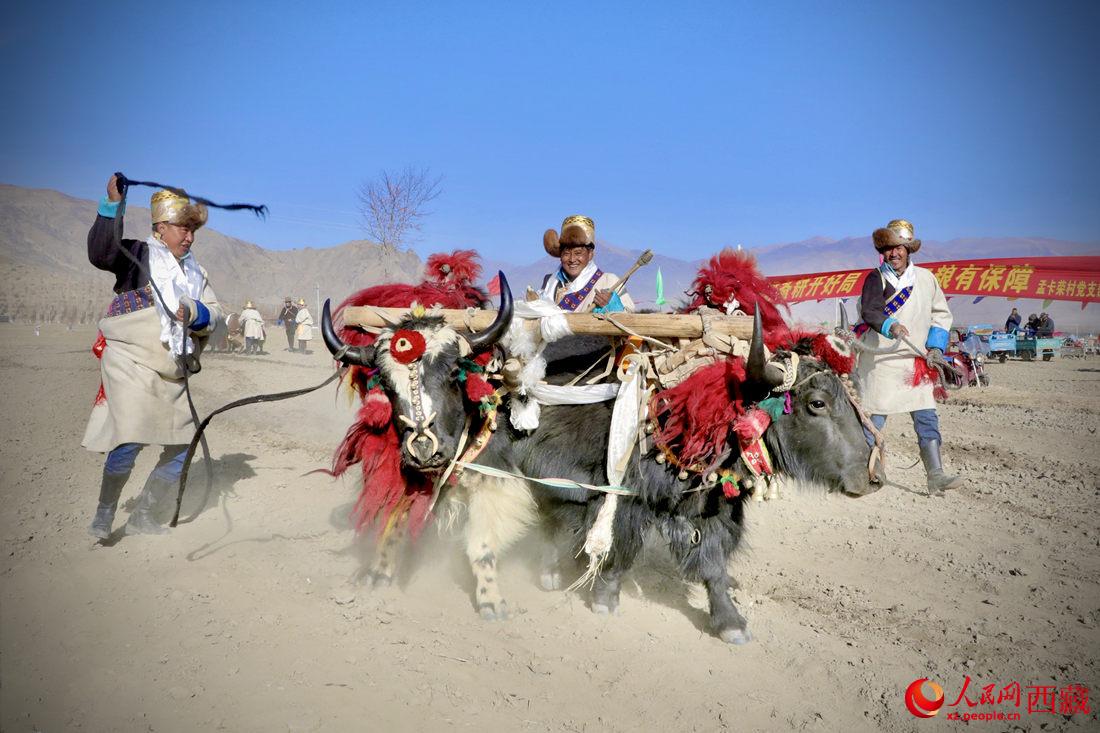 在過去漫長的歲月里，牦牛是農(nóng)耕的主力，“二牛抬杠”代表了一個時代。人民網(wǎng) 次仁羅布攝