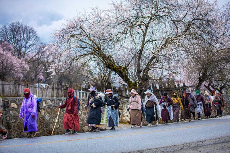 下雨了，漫步在桃花下的村民。張靜攝