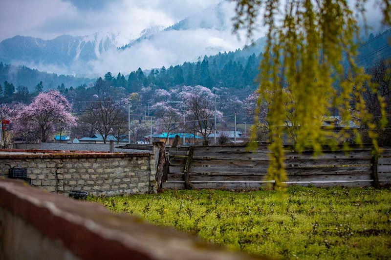 桃花深處的村莊。張靜攝