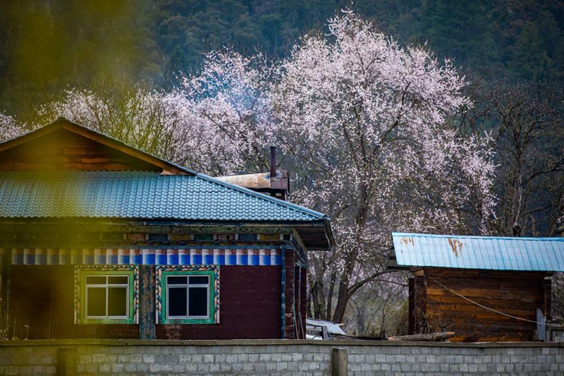 桃花掩映下的村莊。張靜攝