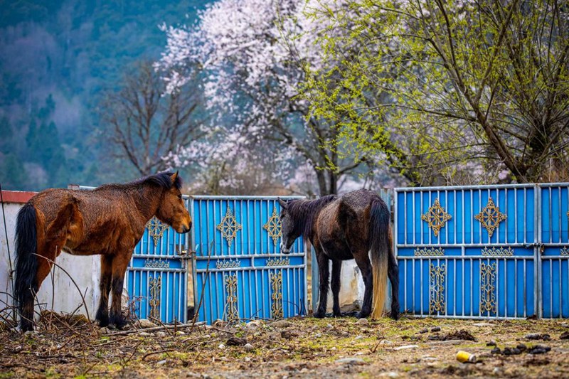 桃花下村莊。張靜攝