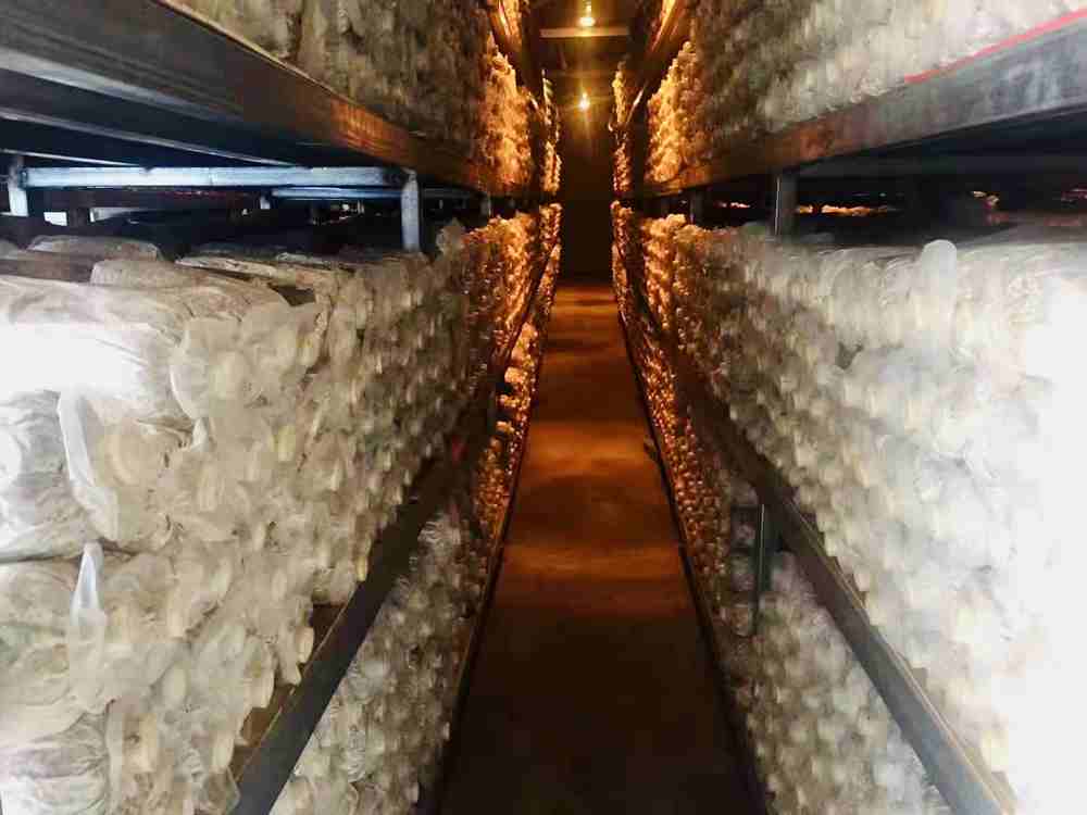 菌棒培育。索扎攝