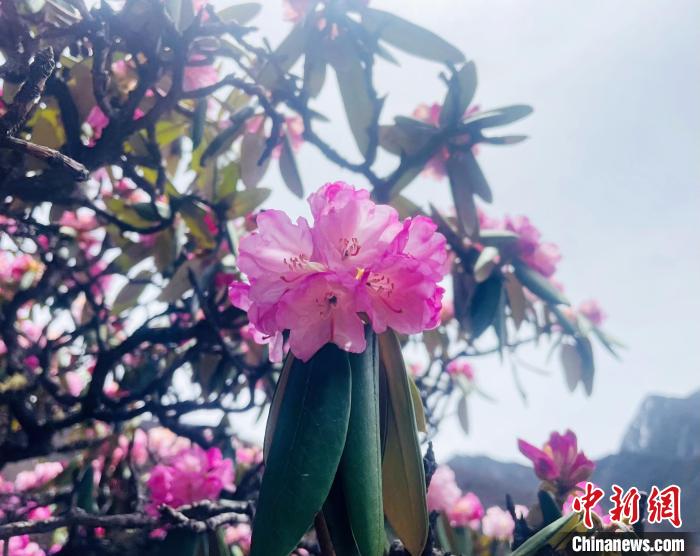 近日，西藏自治區(qū)山南市加查縣索囊溝的杜鵑花競(jìng)相綻放。　冉文娟 攝